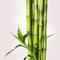 Bamboo stems which provides silica nutrient